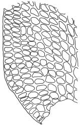 Pseudoleskea imbricata, alar cells.Drawn from B.H. Macmillan 80/40, CHR 267654.
 Image: R.C. Wagstaff © Landcare Research 2018 
